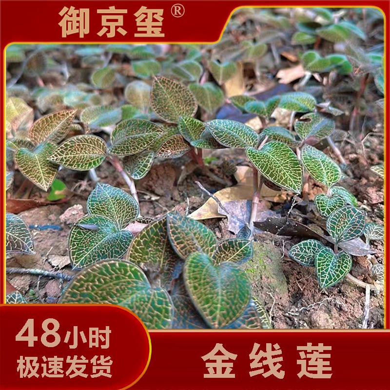 【金线莲】福建本地红霞盒装 精选干货