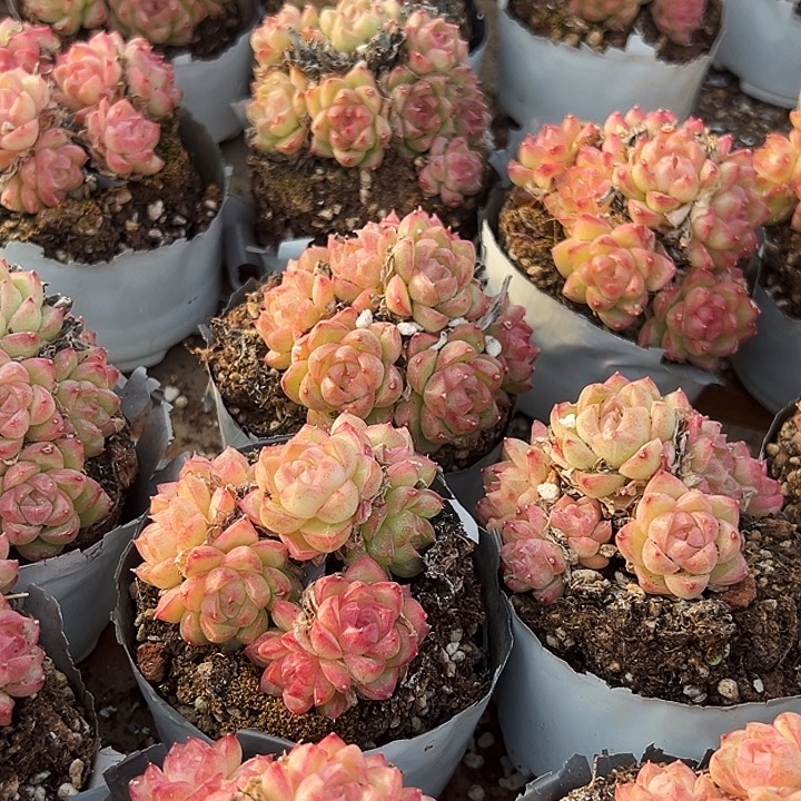   团   073   小的   红女王