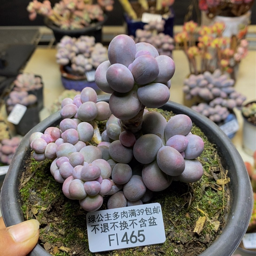 465香水手指奶多肉9c m