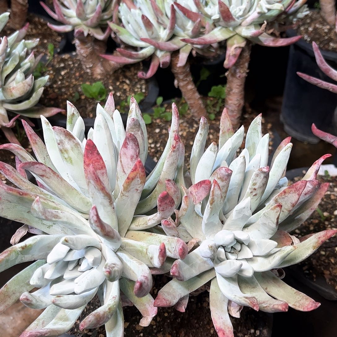 80441除霜仙女杯多肉