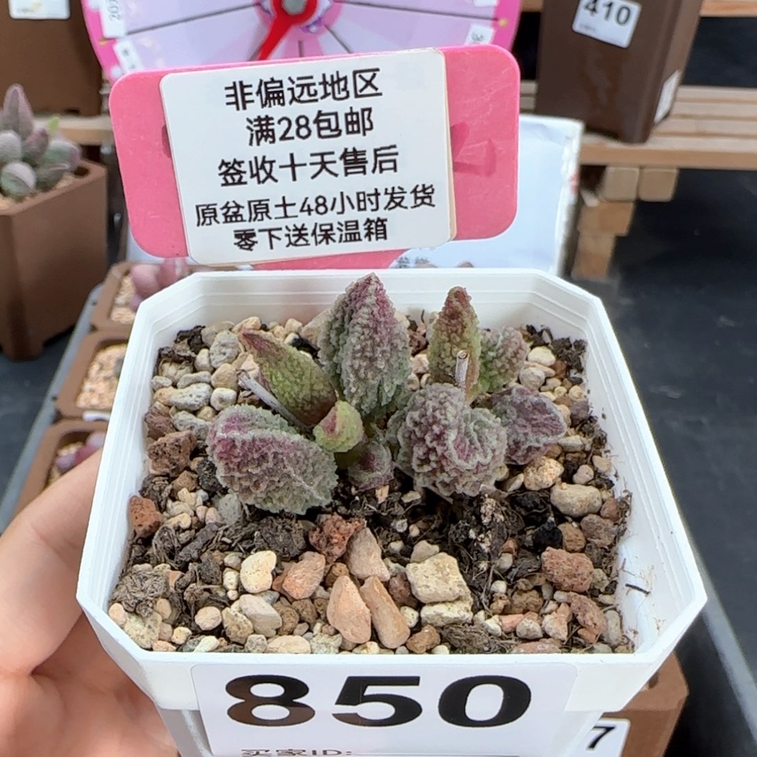 850苍龙多肉植物