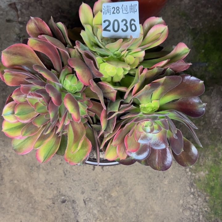 2036南洛神多肉植物