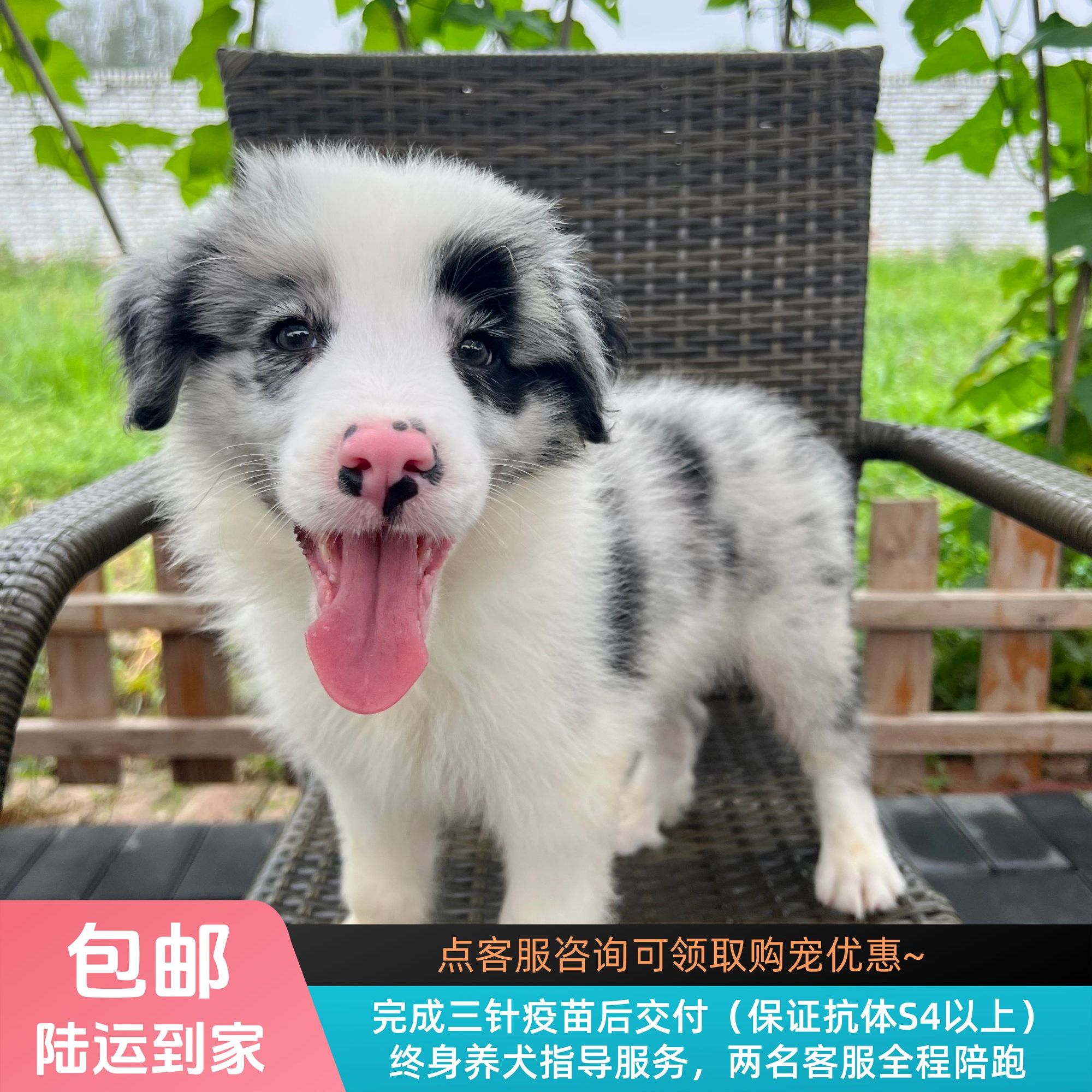 【纯血级】冰糖-蓝陨石色边牧弟弟边境牧羊犬幼犬