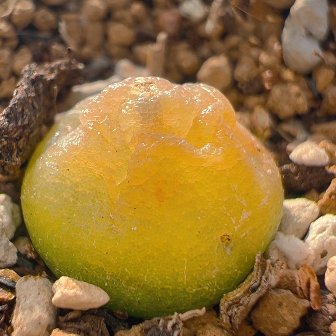 124多肉植物百科知识