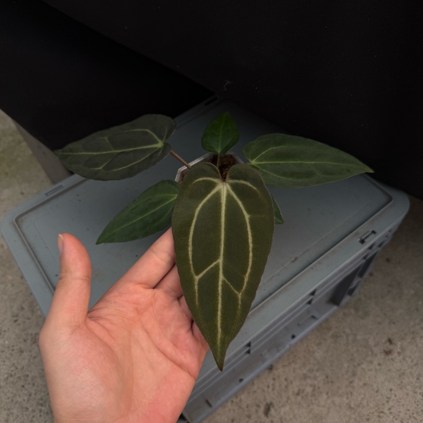 黑帅杂卡拉 花烛 热植