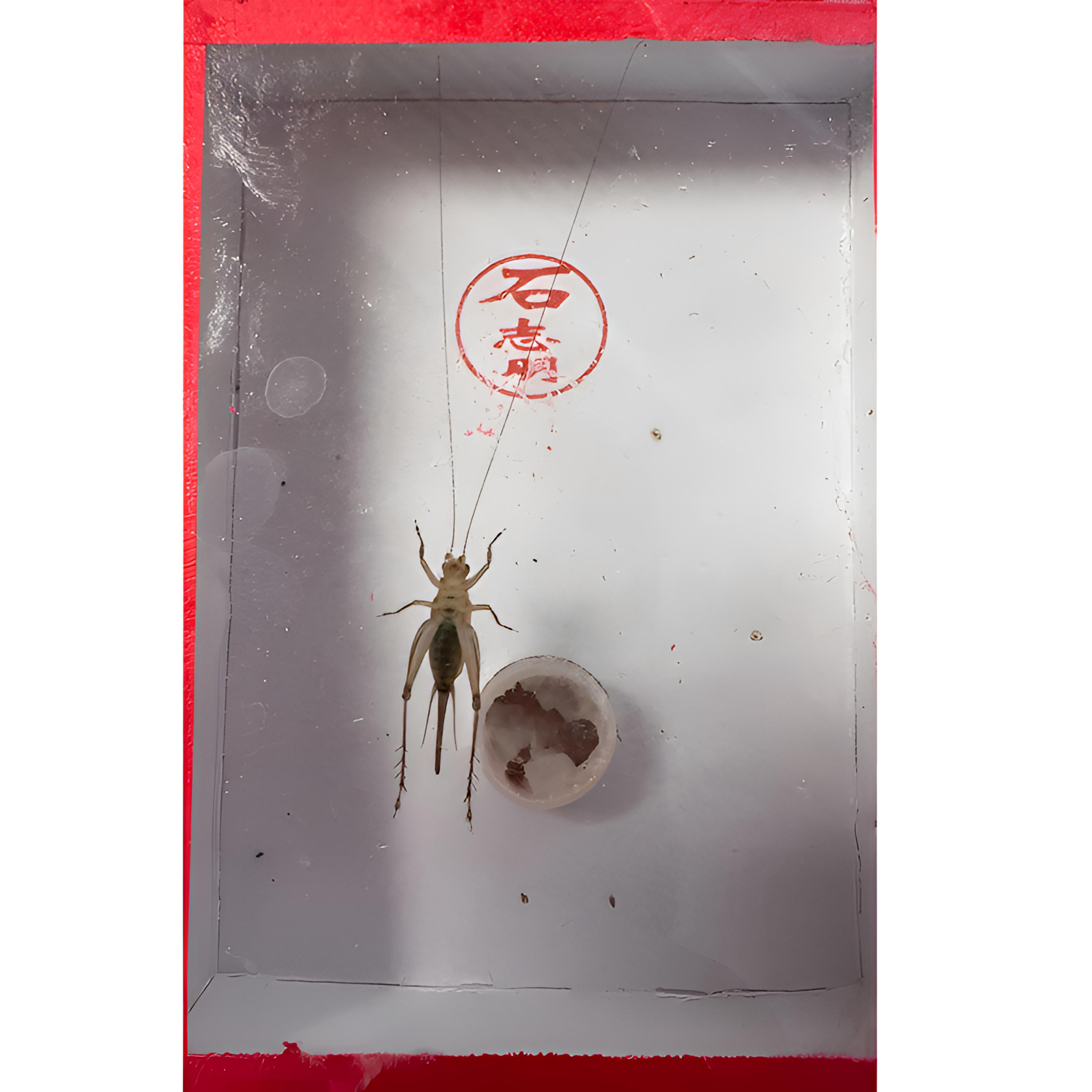 石志明（特）大黄蛉