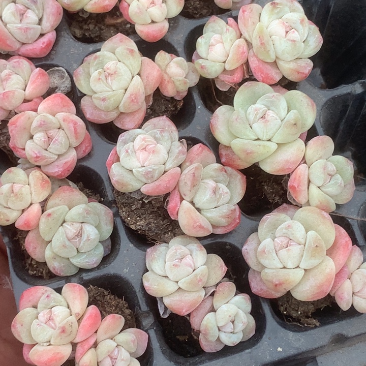 冰玉双 3颗。 桃蛋双3颗。 包邮 