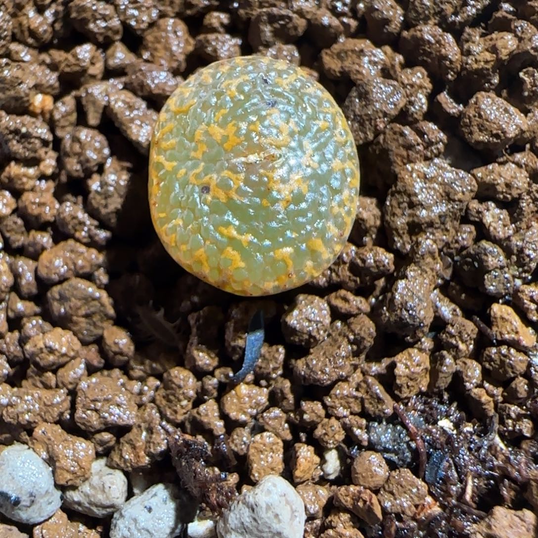 肉锥多肉植物组合-k勋755