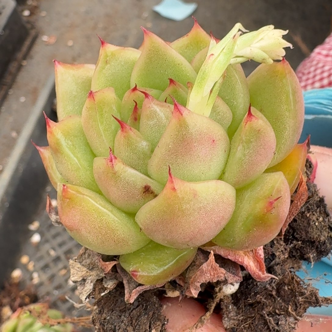 多肉杂交一物一拍23-32