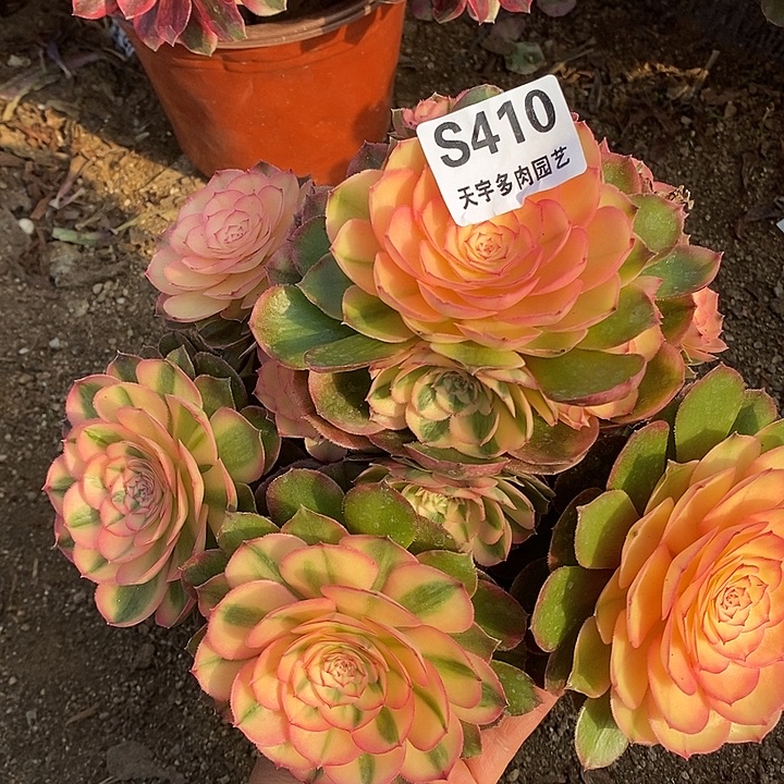 多肉植物荔枝410多肉