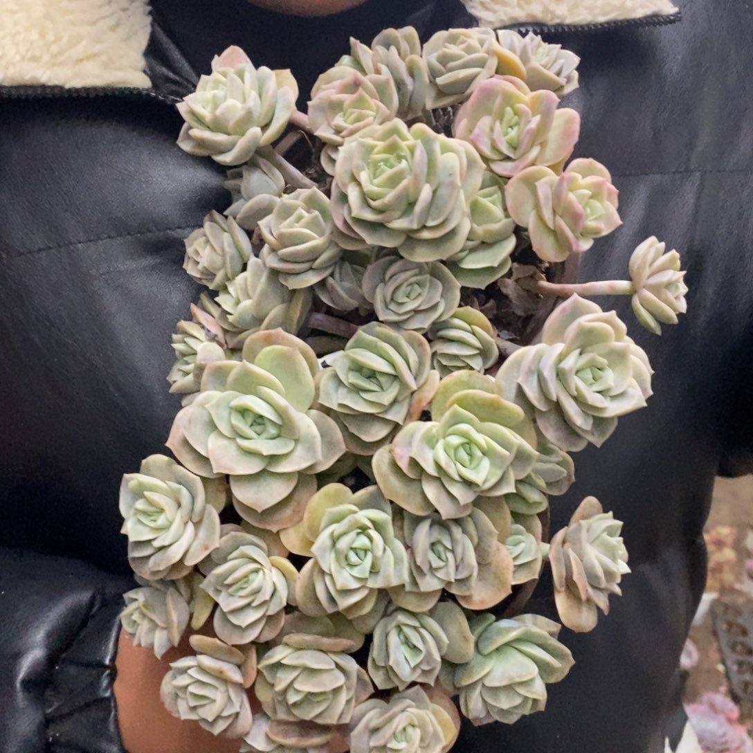 可爱玫瑰散装带盆土十头起发两盆