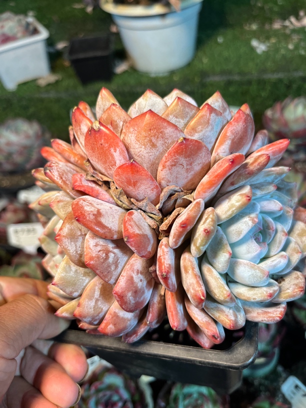 橙梦露多肉植物一物一拍