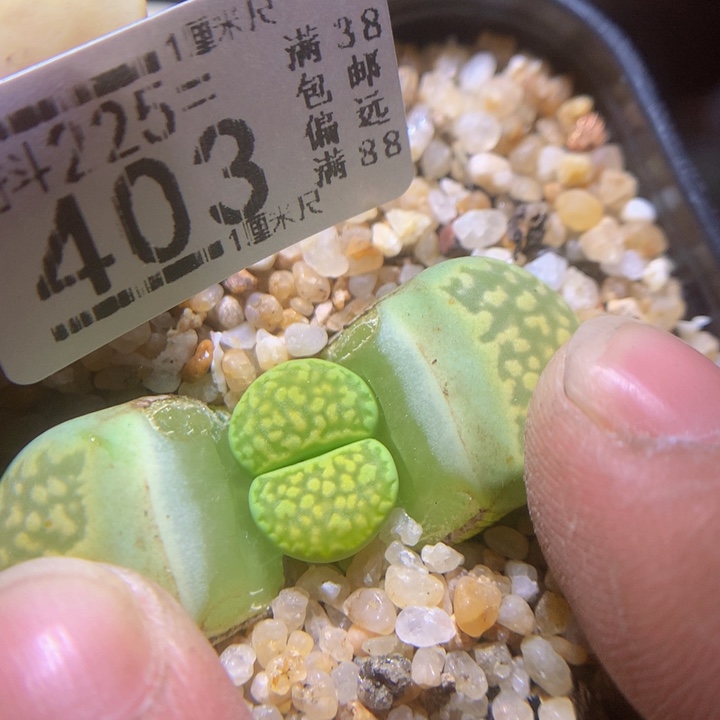 精品生石花235.403