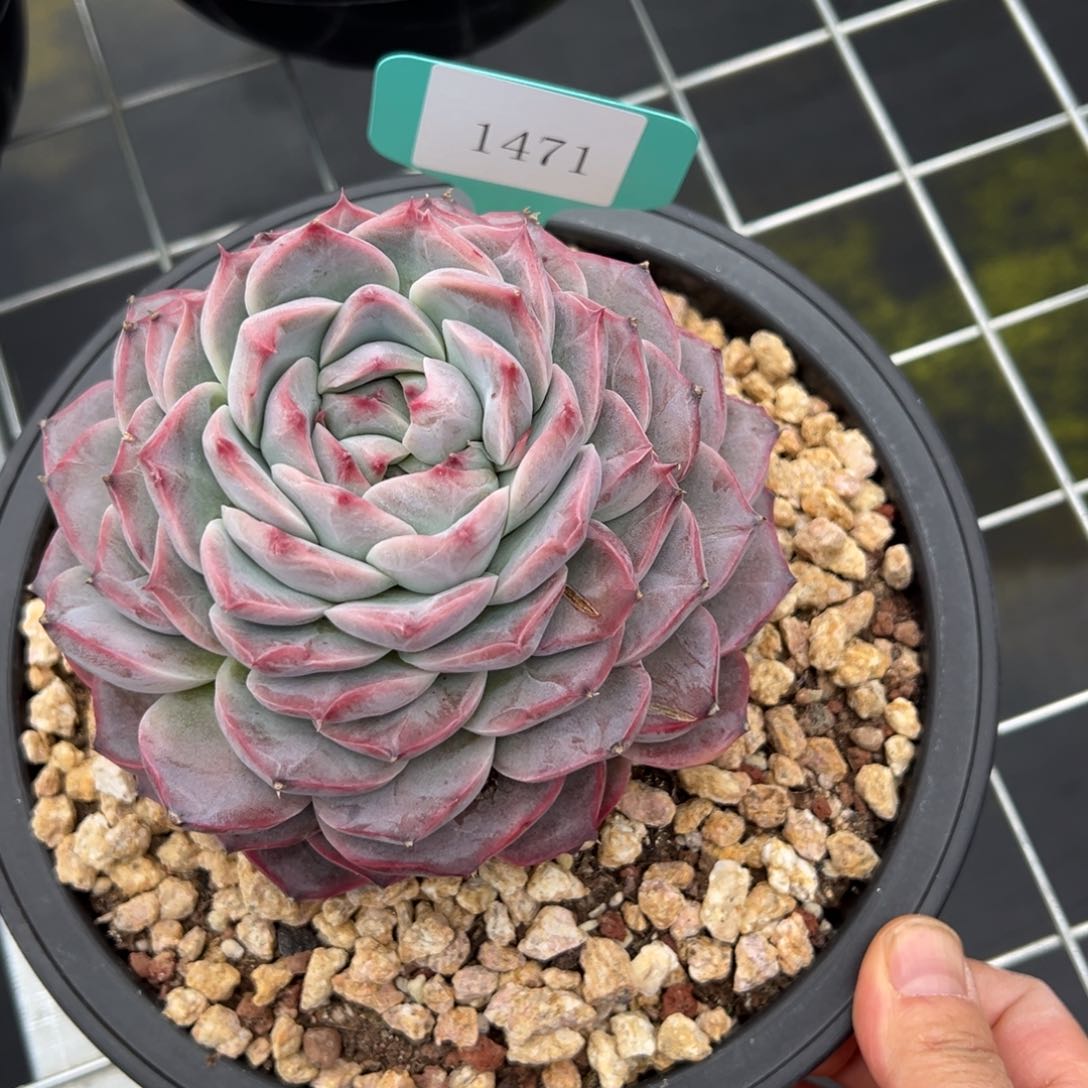 可***头1471肉多么多哦多哦