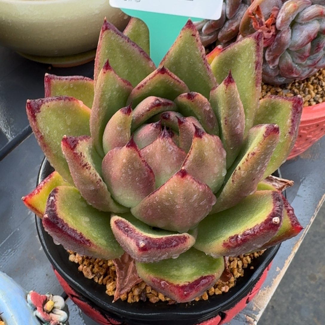 从前慢多肉精选编号1226.32