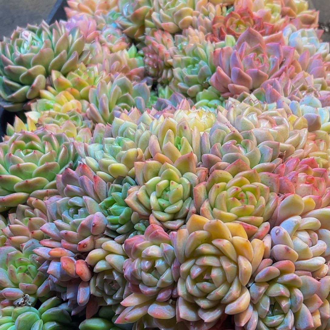 442多肉葡萄的味道是真的很好吃啊哈哈