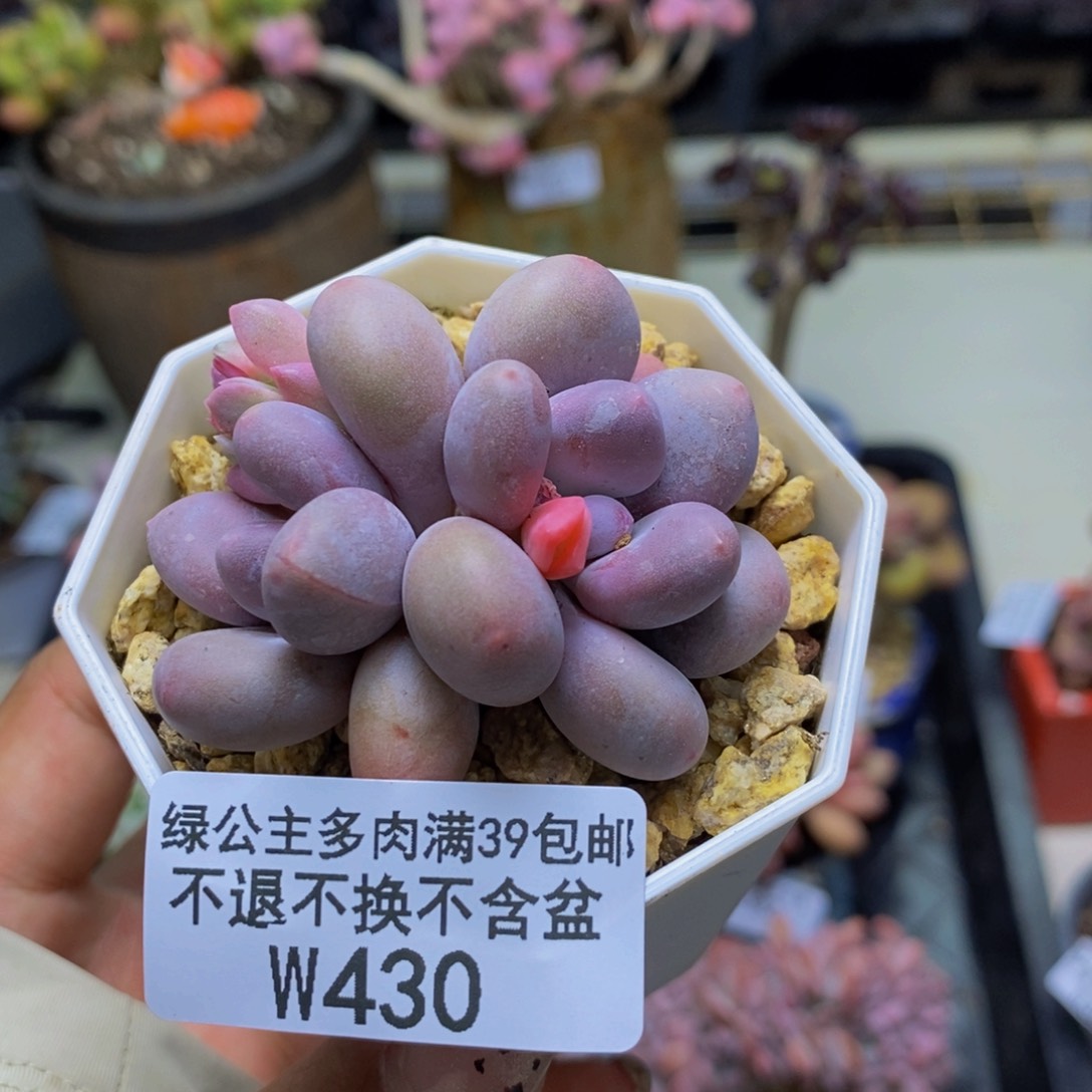 430糖豆奶多肉5c m