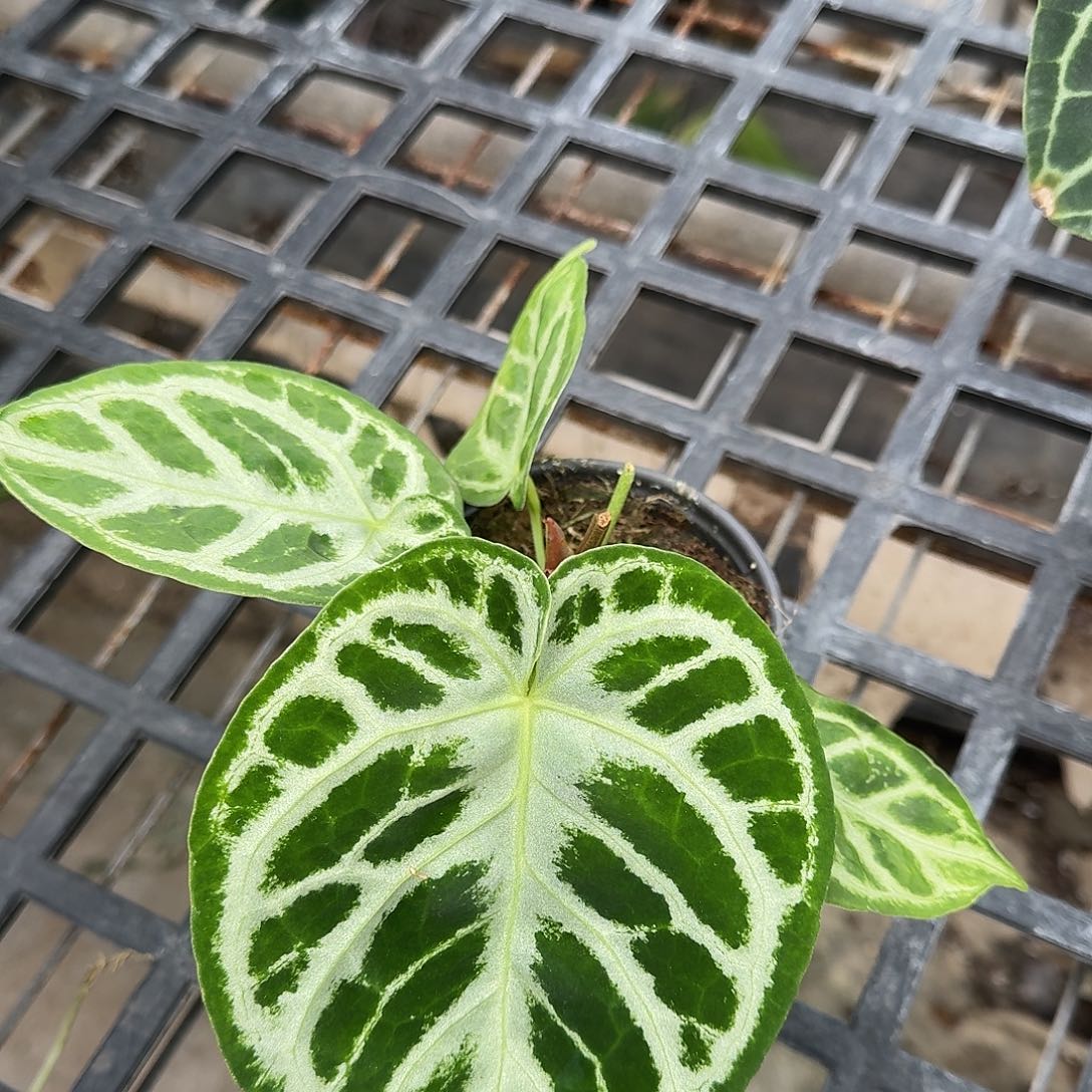 旅***风无花朵一物一拍T116