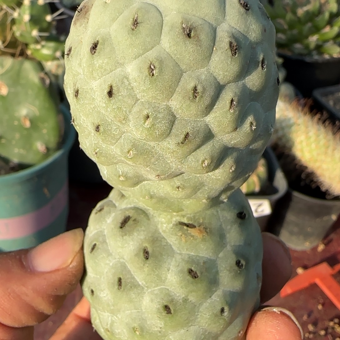 无花朵双头洞洞陨石坑无根282