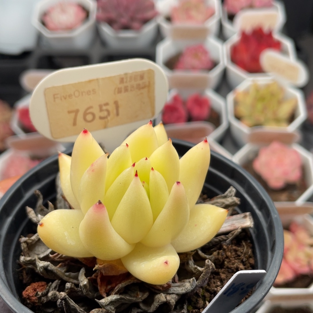 黄金玛利亚7651-5.0厘米