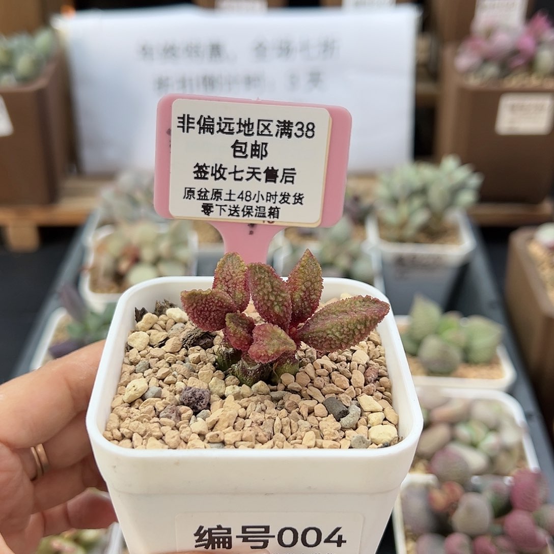 004猪舌多肉植物