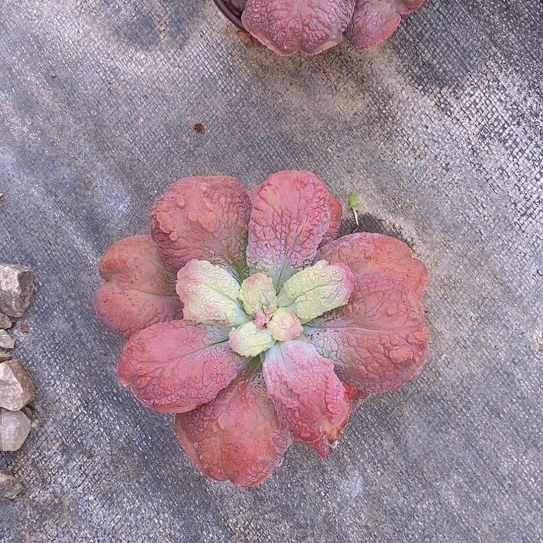 红色厚叶狂野男爵一盆