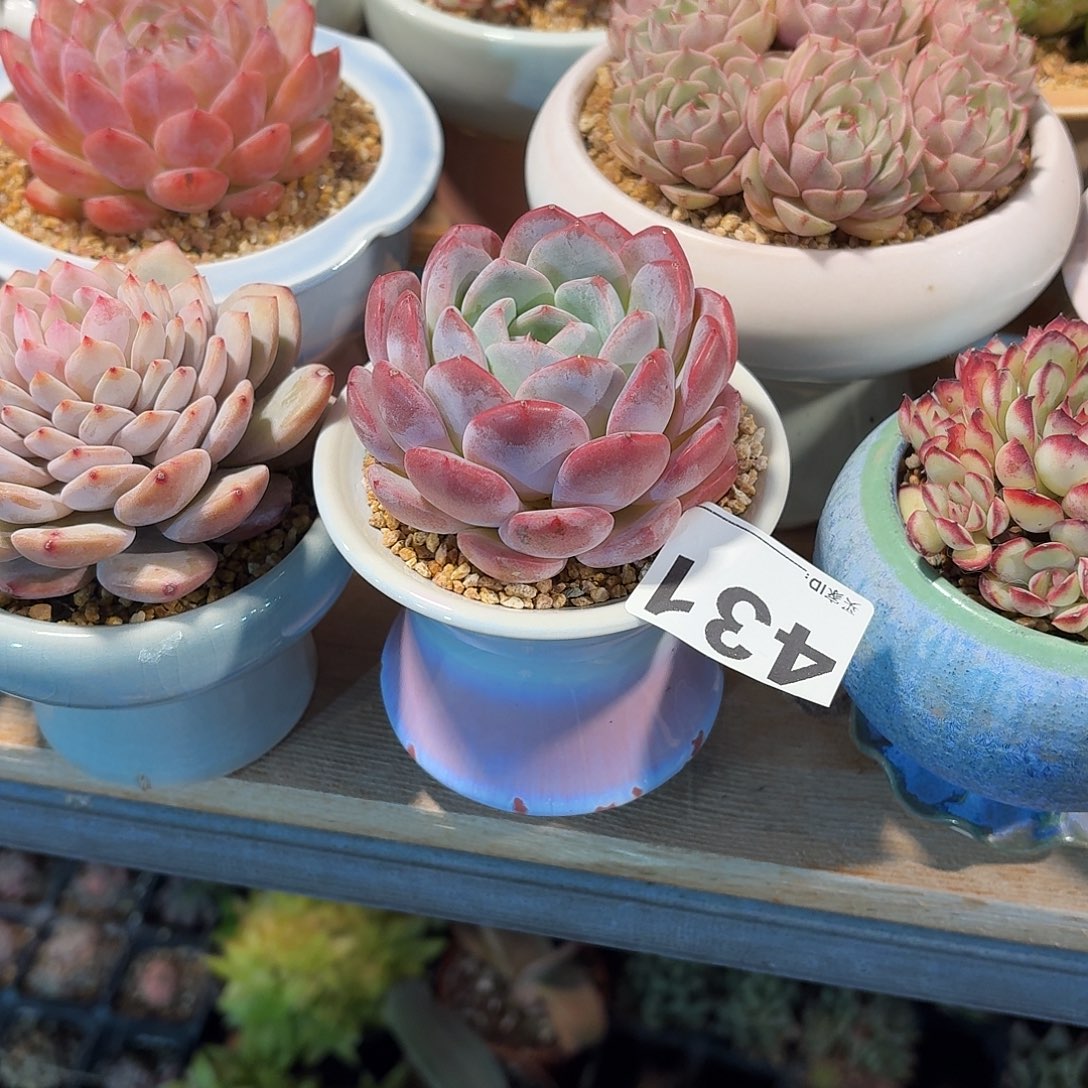 刘***丹厚梦多肉带盆发货431