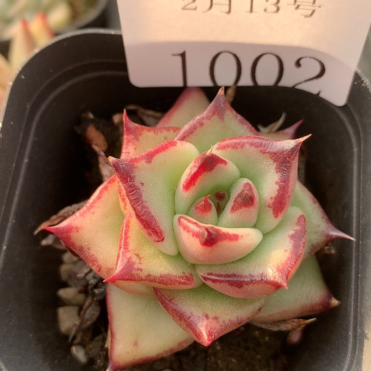 【闪购商品】云1002