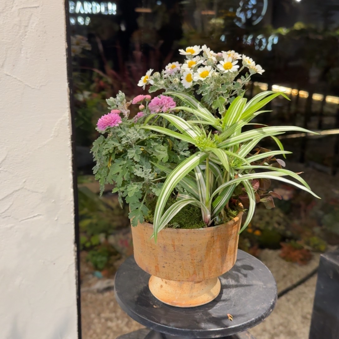 全部花朵山野草手作盆