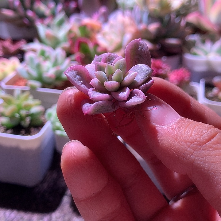 花斑鹿覆轮锦砍头有根