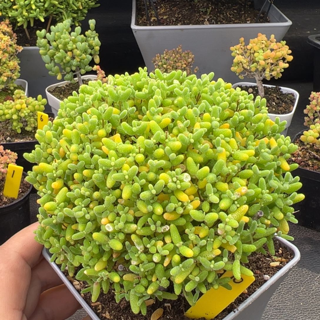 蜜橘糖球10号10cm盆