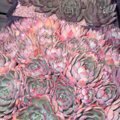 一**拉多肉植物的植物