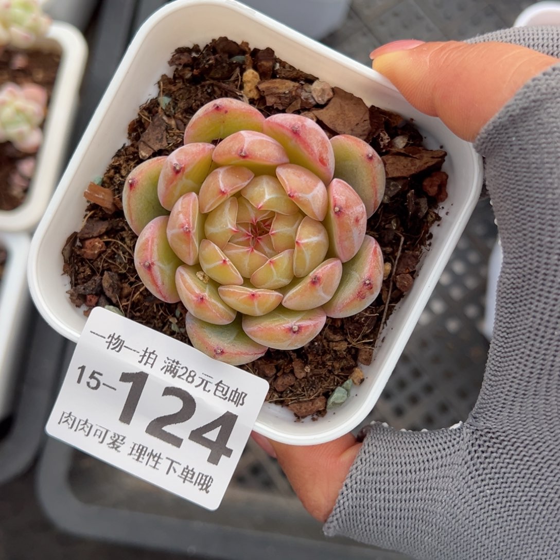 雪花珍妮多肉多肉多肉