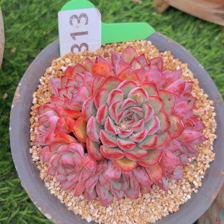 健健康康平平安安