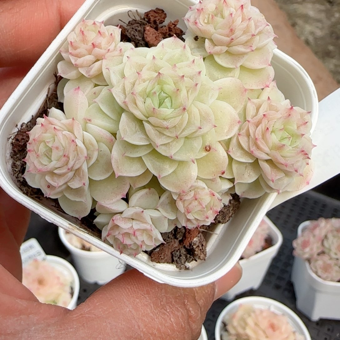 绥*【闪购商品】0206-77（fm-110）