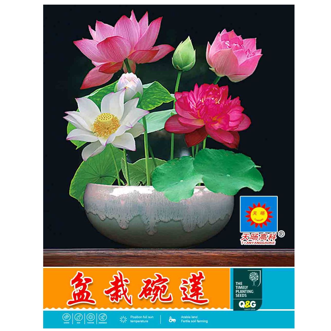 碗莲种藕根茎带芽小型荷花苗水培植物睡莲四季好养阳台室外花卉