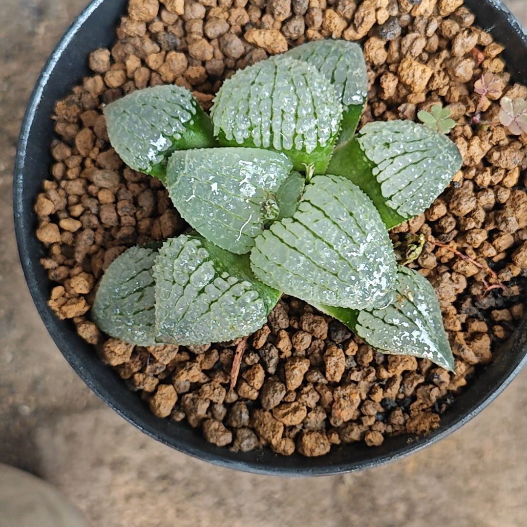 天空之境一颗多肉植物