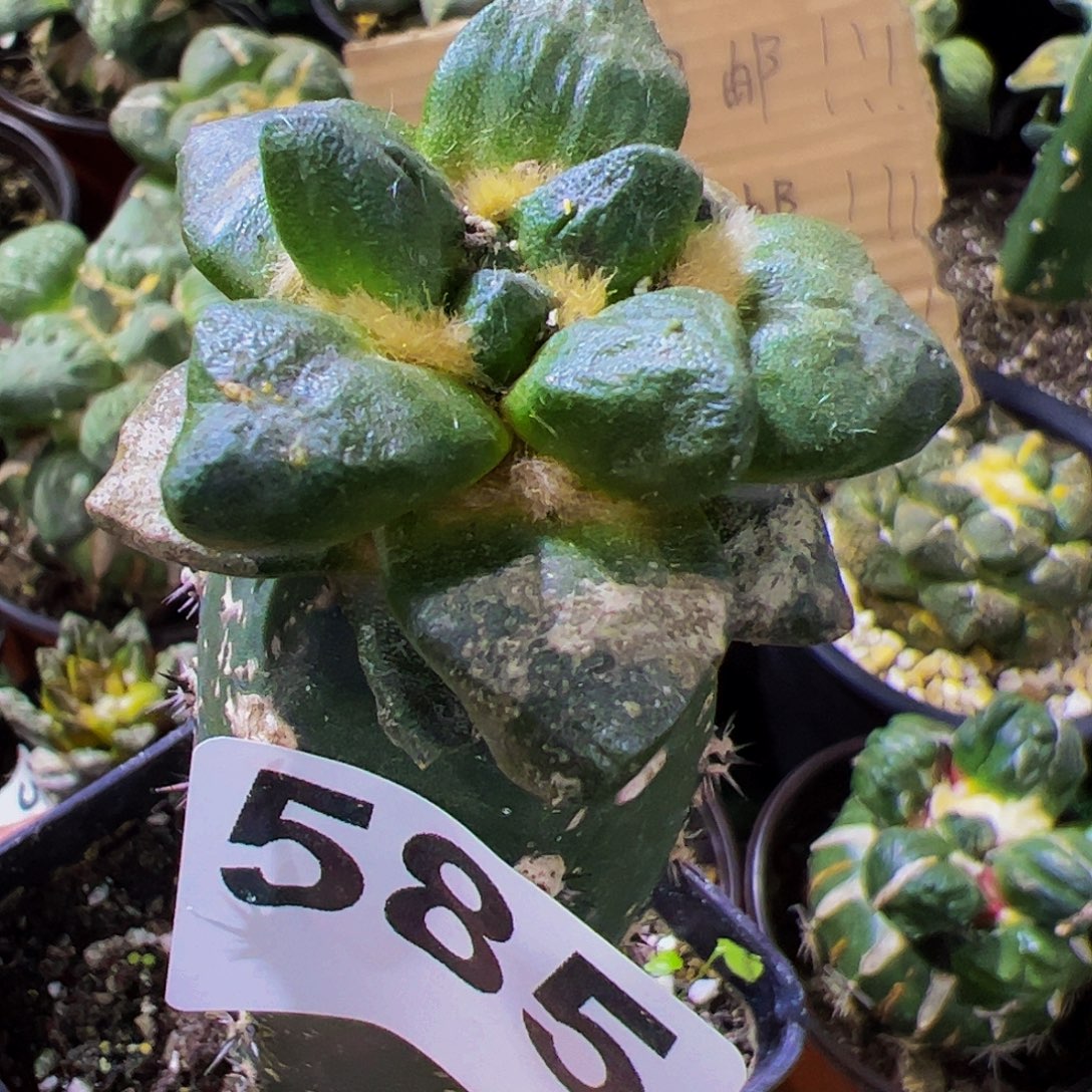 无花朵短尤厚尤龙角牡丹585