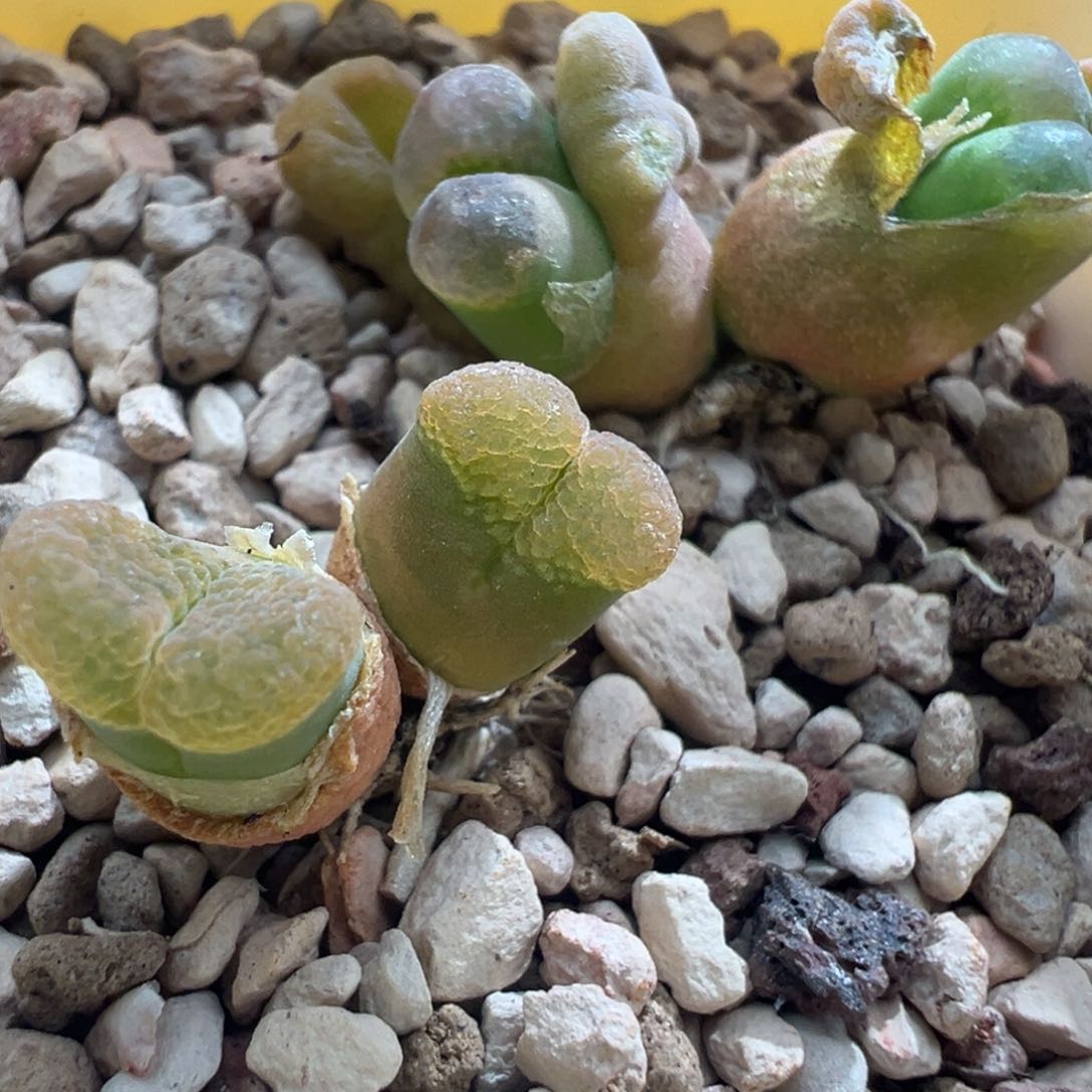 746清盆福利多肉植物