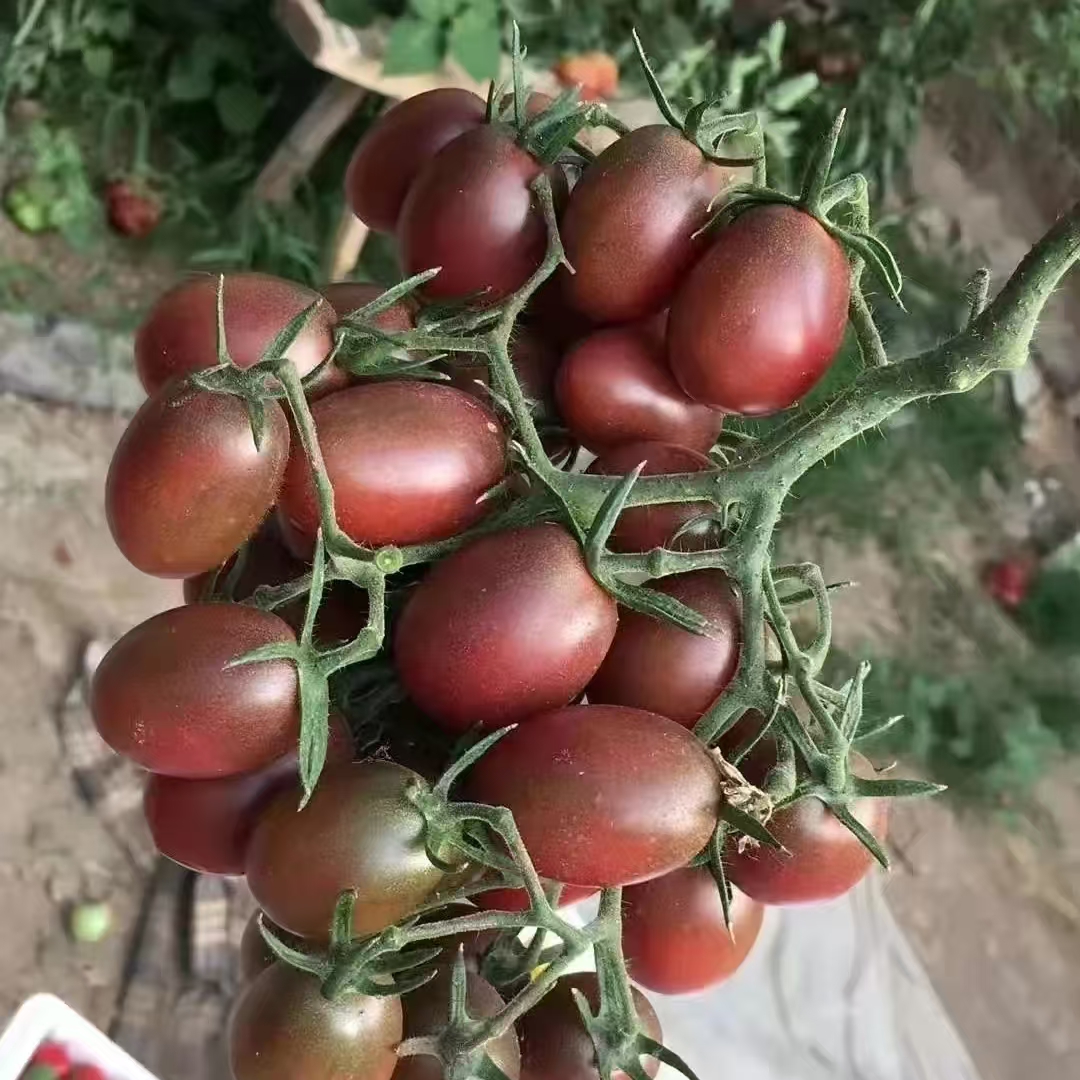 子弹头小番茄 3斤/净果 【鲜果生鲜】