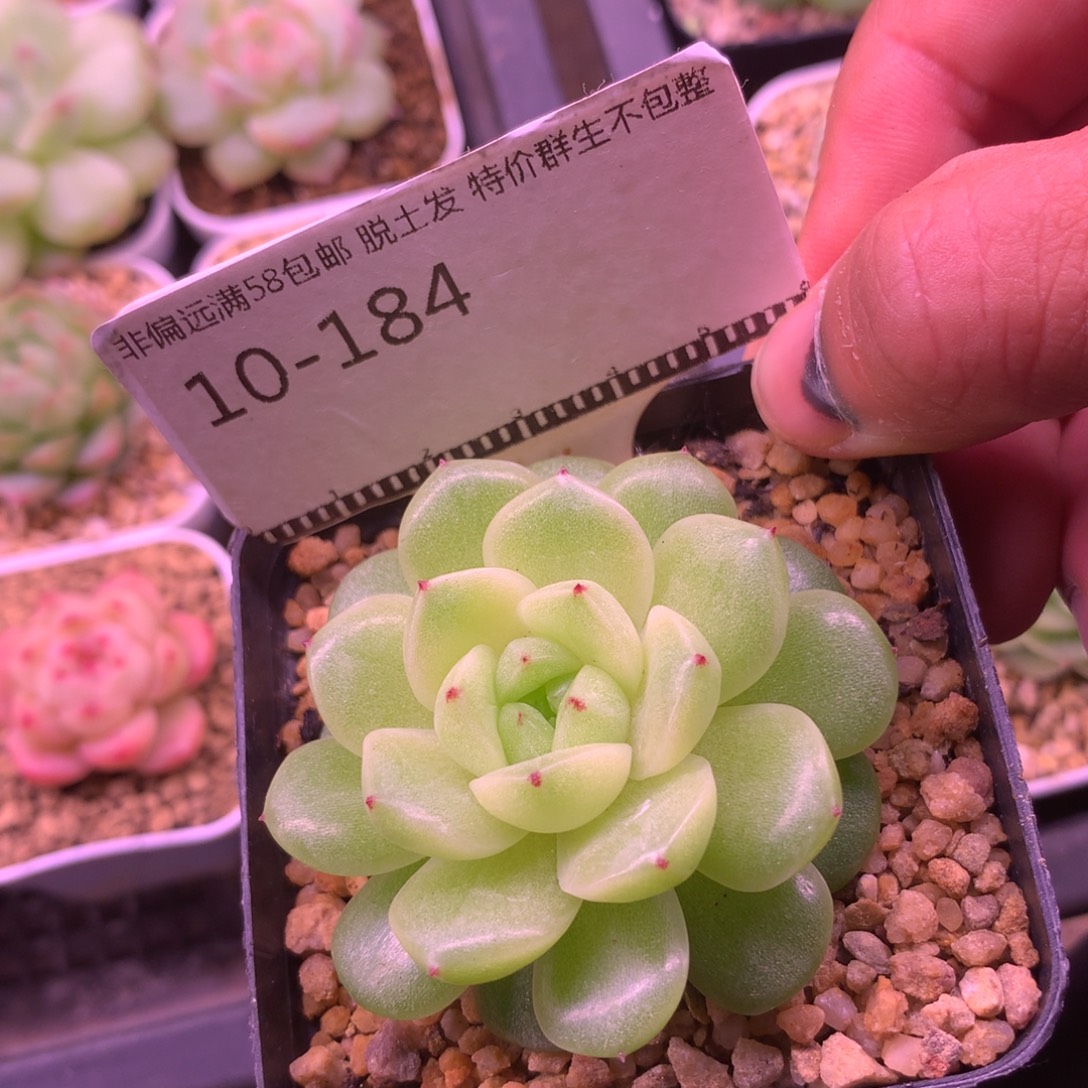 麦秆优选精品多肉58包邮