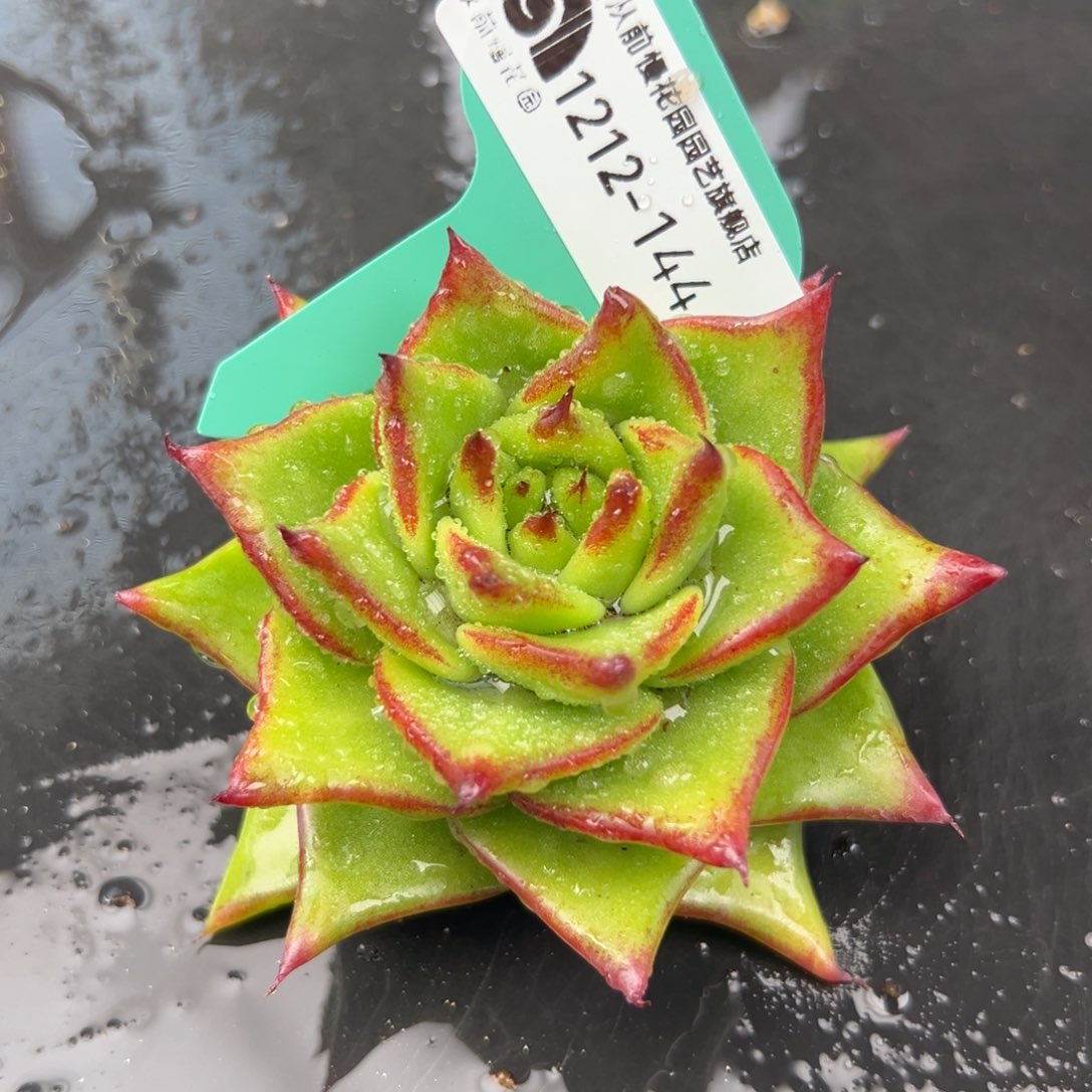 从前慢花园多肉编号1212-144