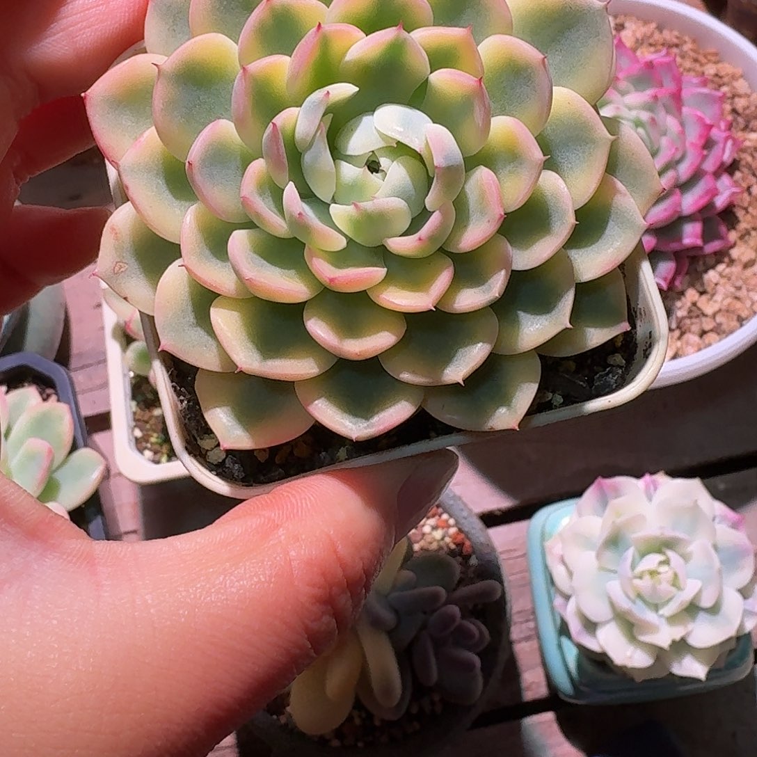 花萝锦多肉多肉多肉