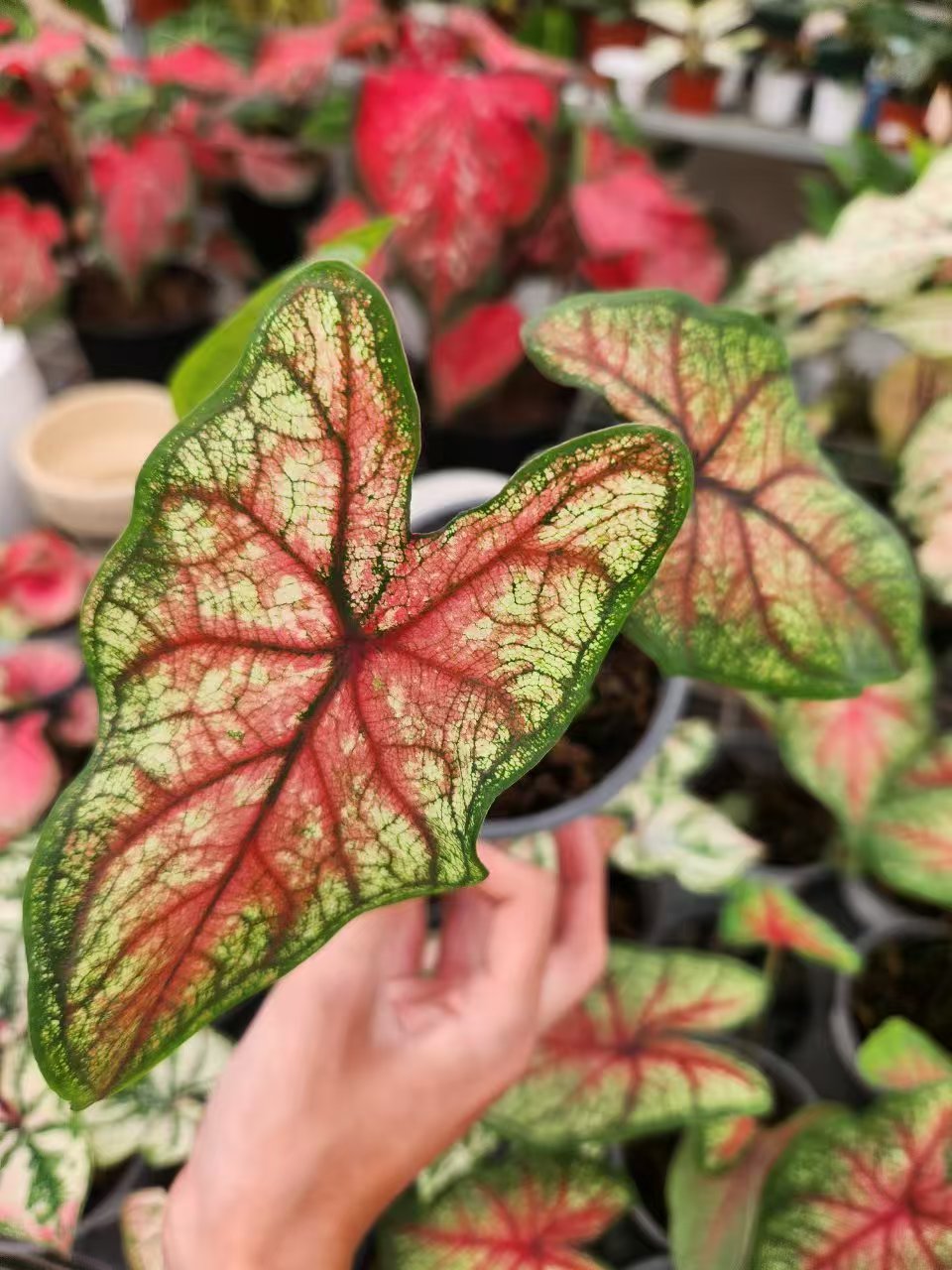 花都优选 彩叶芋 （夏日微风）