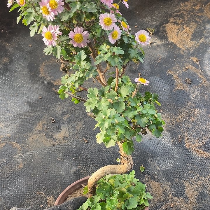 章****38菊花菊花菊花菊花菊花