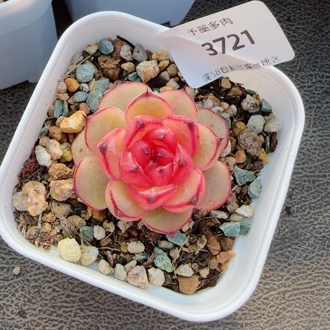星光珍妮，3721多肉植物
