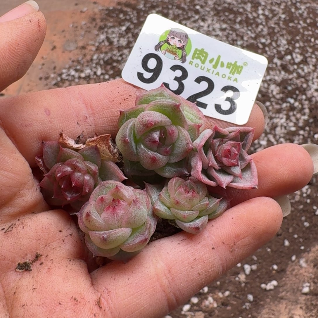 柒***默多肉植物多肉植物