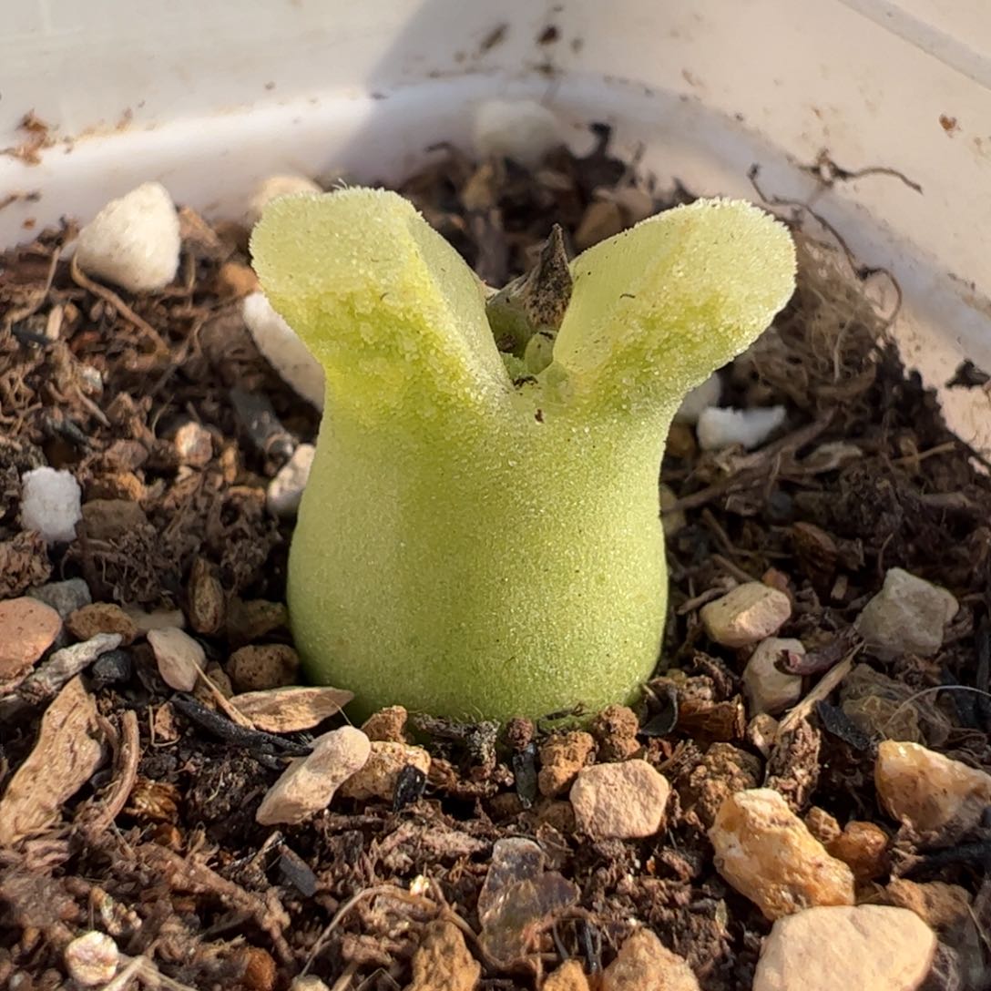 084多肉植物百科