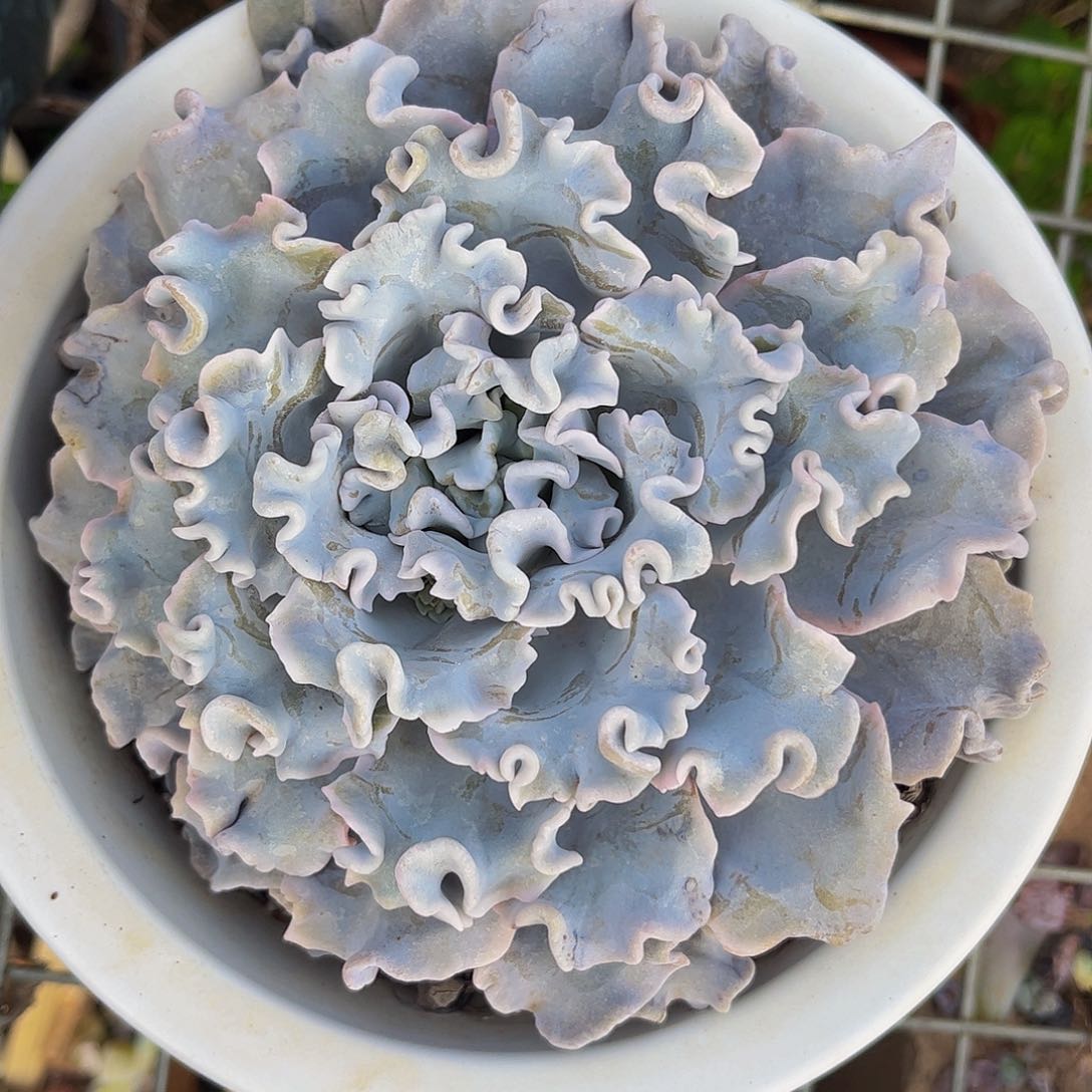 好姑娘多肉，白饺子皮