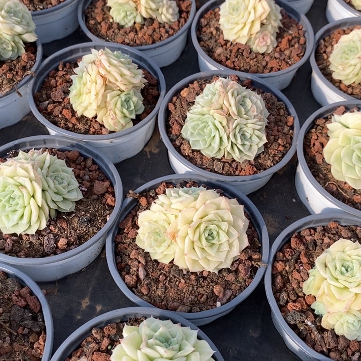 117白天鹅麦杆群生 福利多多